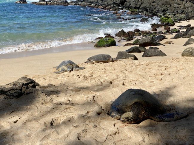 Laniakea Beach sea turtle