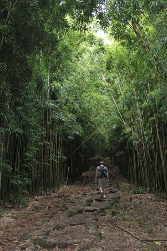 bamboo forest, Pipiwai Trail