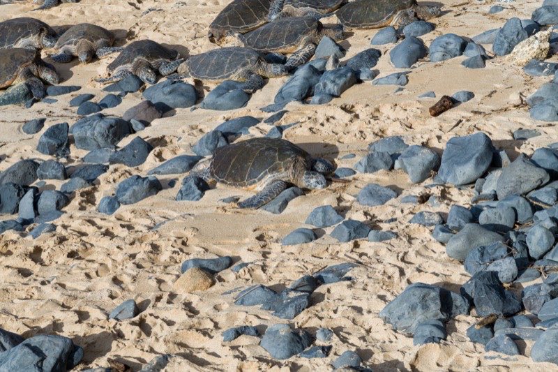 green sea turtles resting on Hoʻokipa Beach