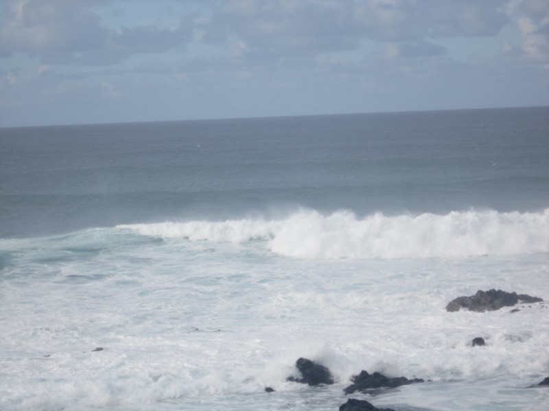 Paia beach palm scene