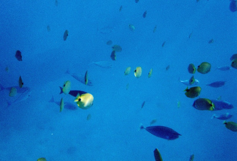 underwater marine life at Molokini