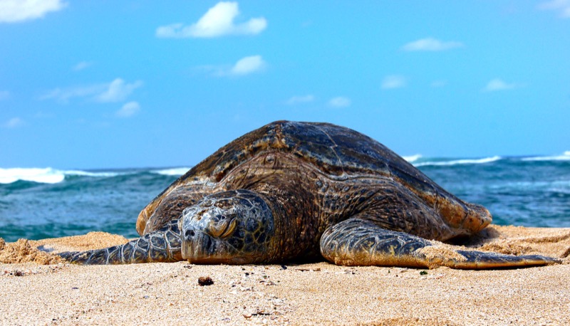 green sea turtle at Laniakea