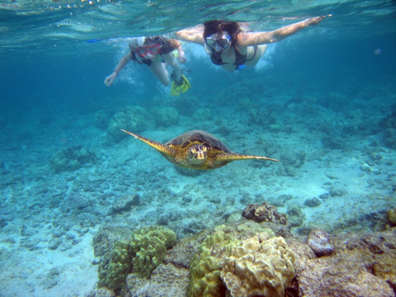 snorkeler with green sea turtle