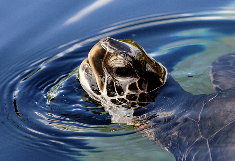 green sea turtle close-up