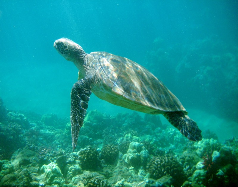 Hawaiian green sea turtle underwater